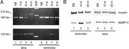 Figure 7.