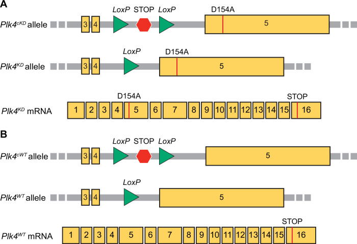 Figure 6—figure supplement 3.