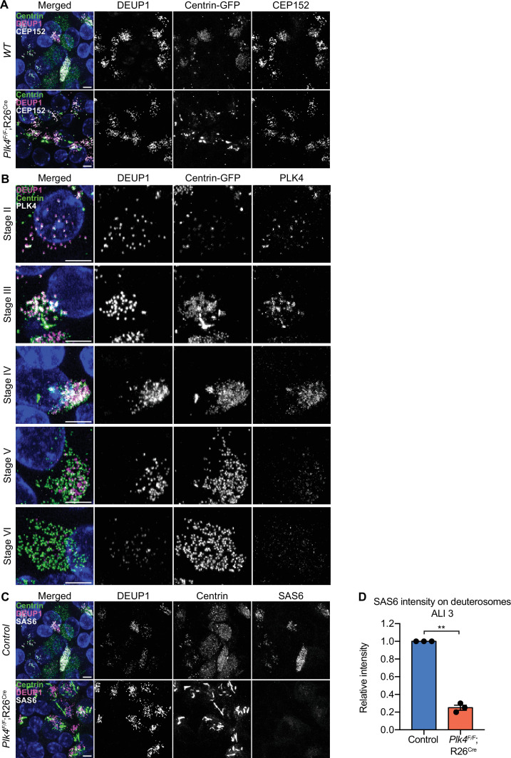 Figure 4—figure supplement 1.