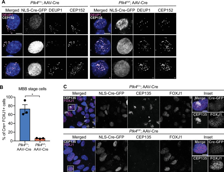 Figure 2—figure supplement 1.