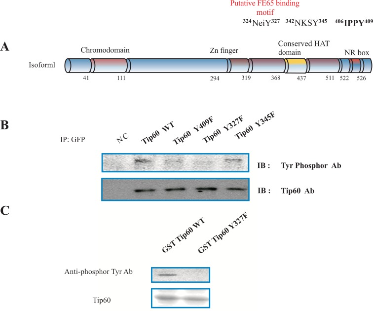 Fig. (1)