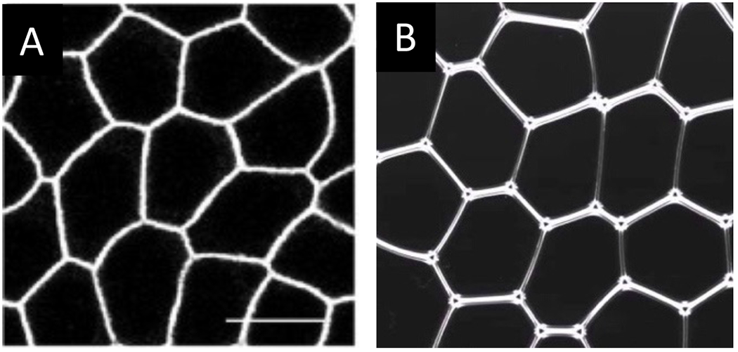 Fig 1.