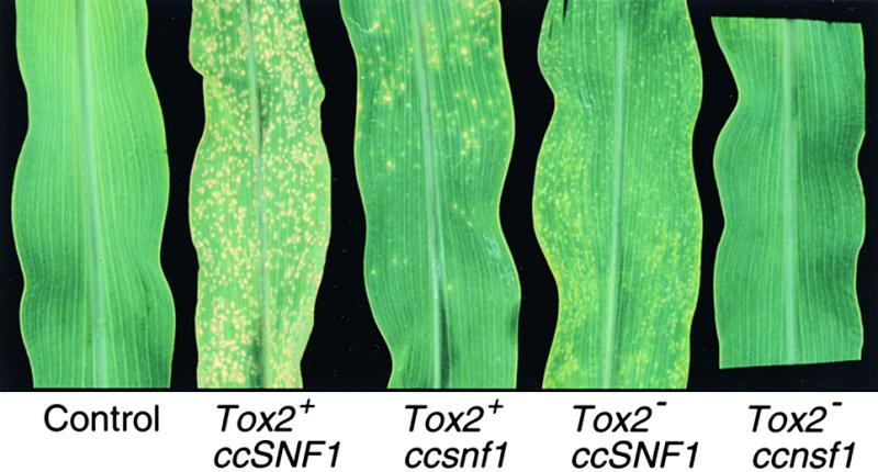 Figure 7.