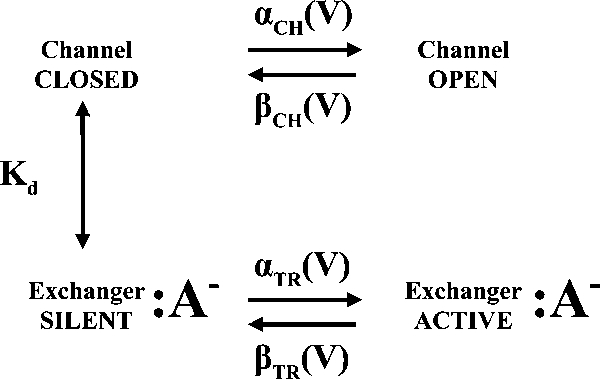 graphic file with name JGP_200810155_Scheme1.jpg