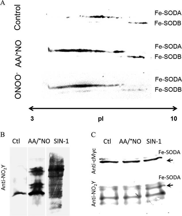 FIGURE 12.