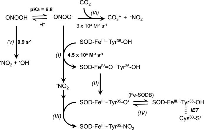 SCHEME 1.