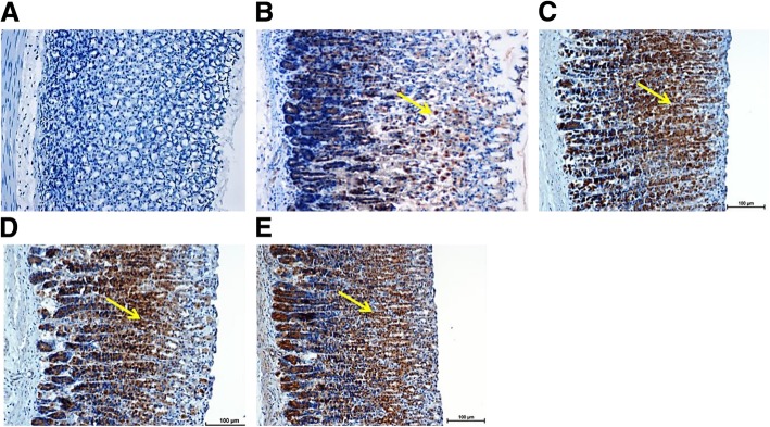 Fig. 10