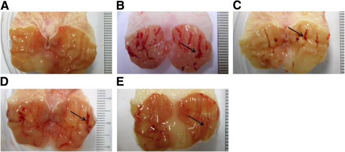 Fig. 6