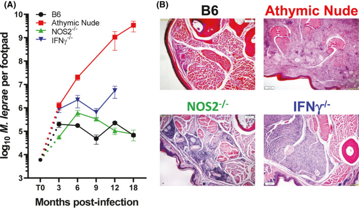 FIGURE 1