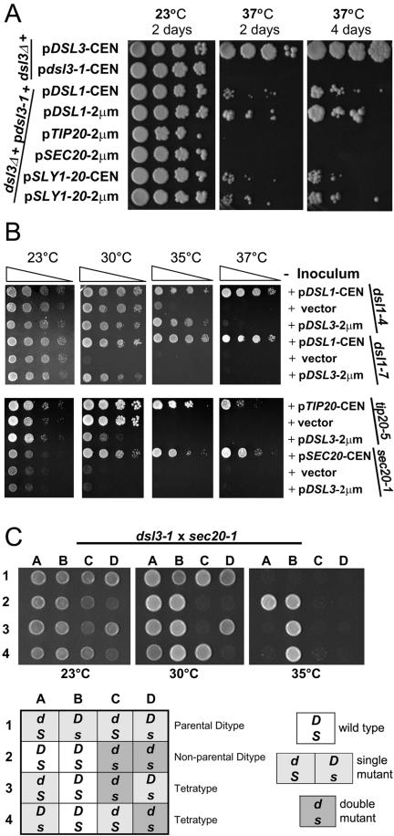 Figure 2.