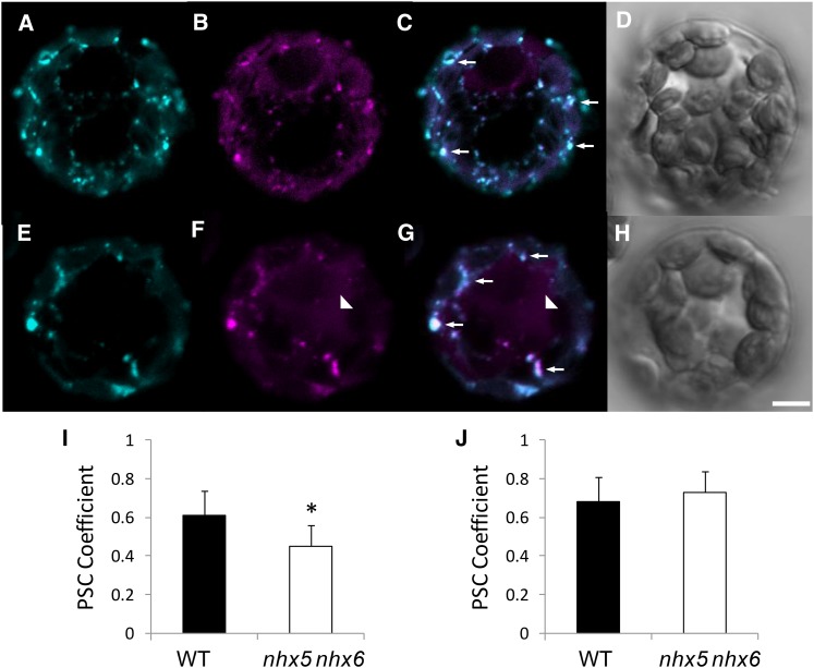 Figure 11.