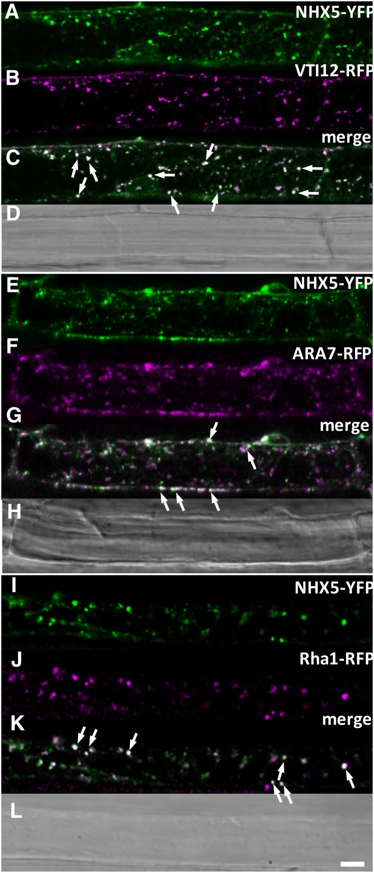 Figure 5.