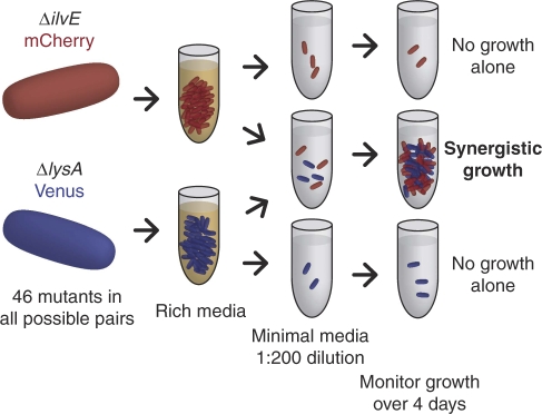 Cocultures identify synergistic growth