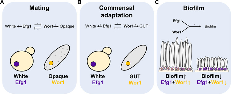 FIG 8