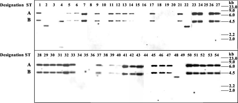 FIG. 2.