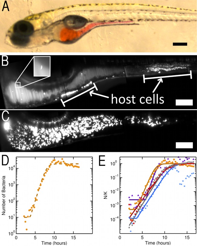 FIG 1 