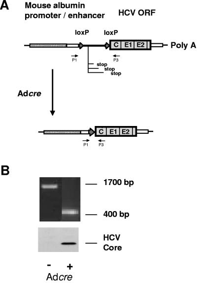 FIG. 1.