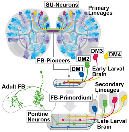 graphic file with name nihms-1519620-f0001.jpg