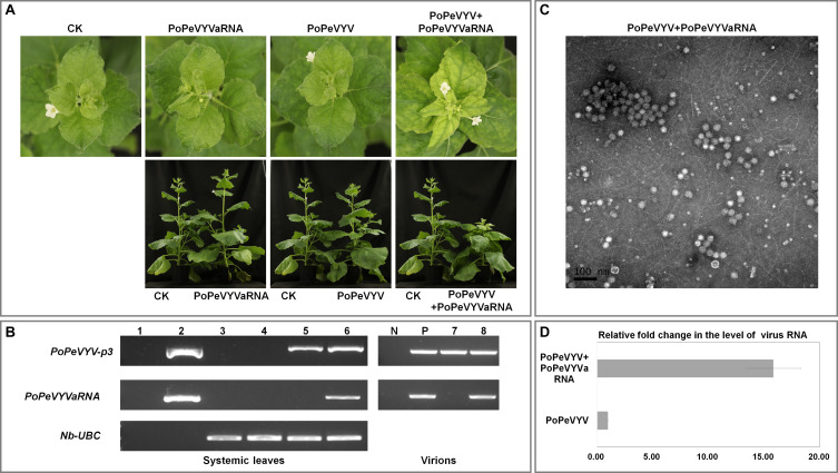 FIGURE 2