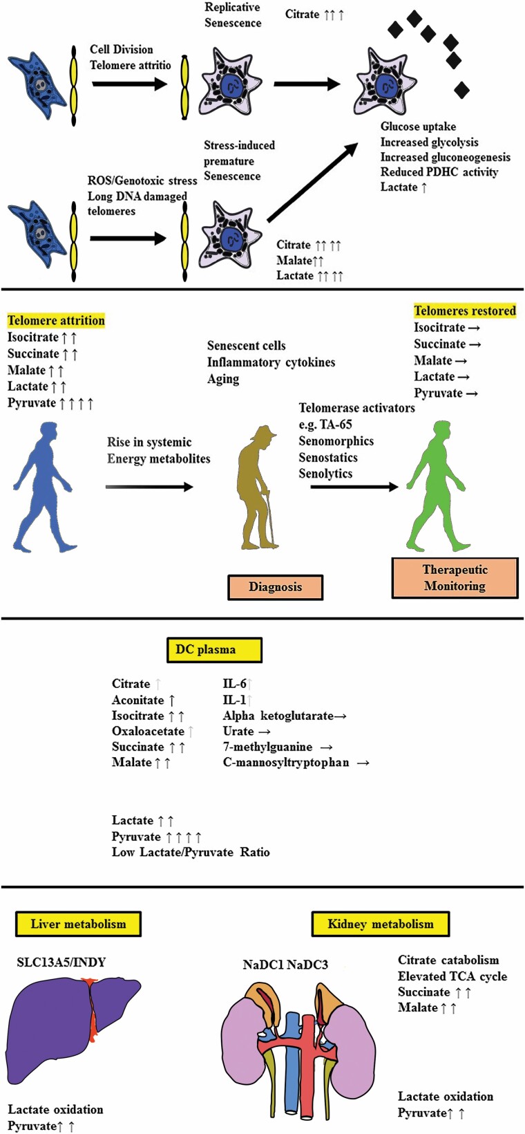 Graphical Abstract