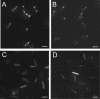 FIG. 7.