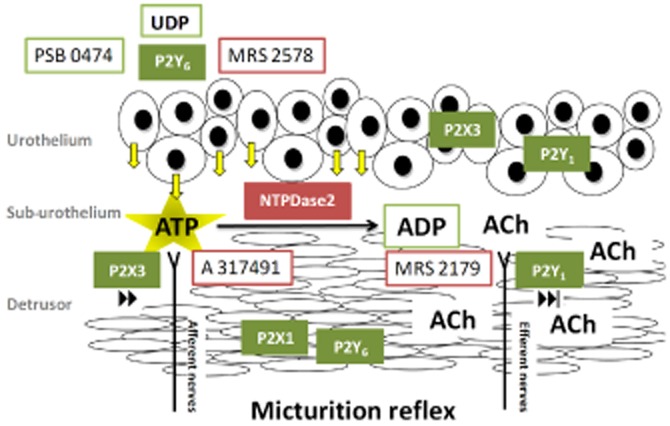 Figure 11