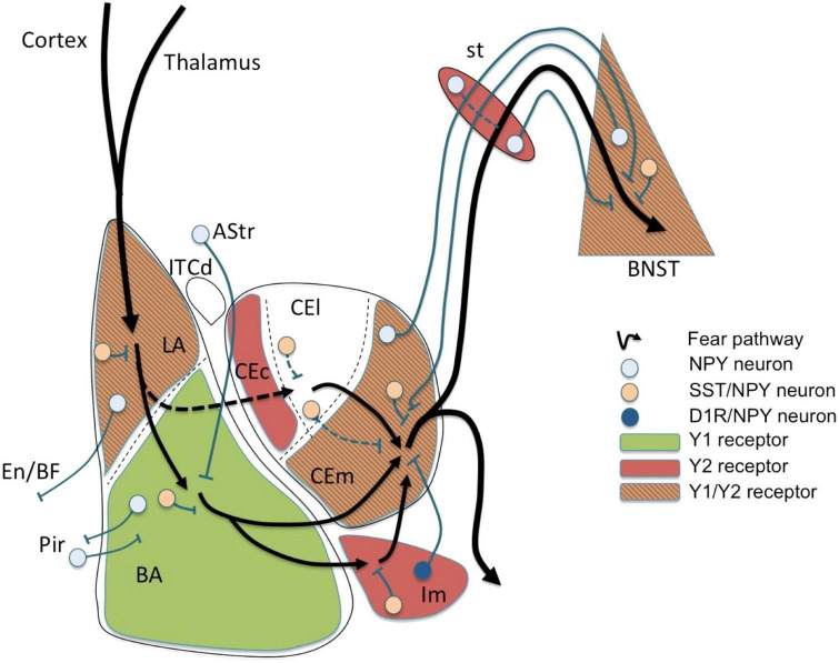 Autism spectrum disorders pathogenesis: Toward a comprehensive model ...