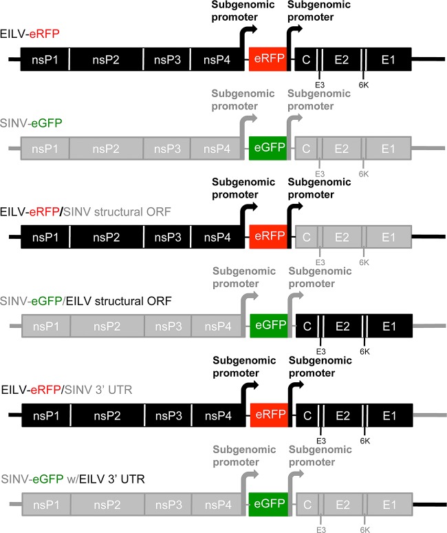 FIG 1