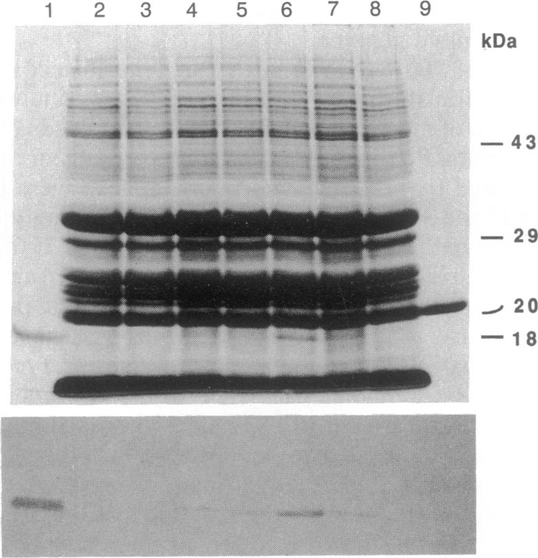 graphic file with name pnas01064-0255-a.jpg