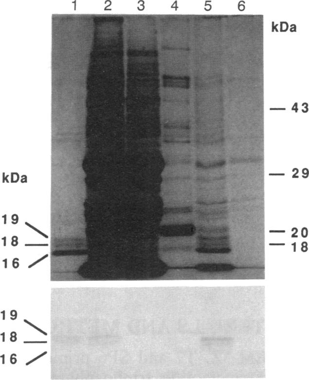 graphic file with name pnas01064-0256-a.jpg