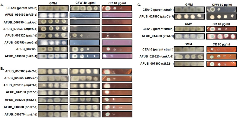 Fig 3