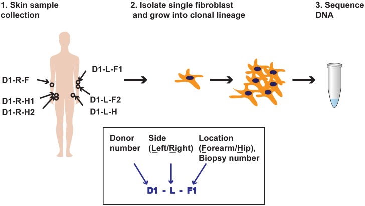 Fig 1