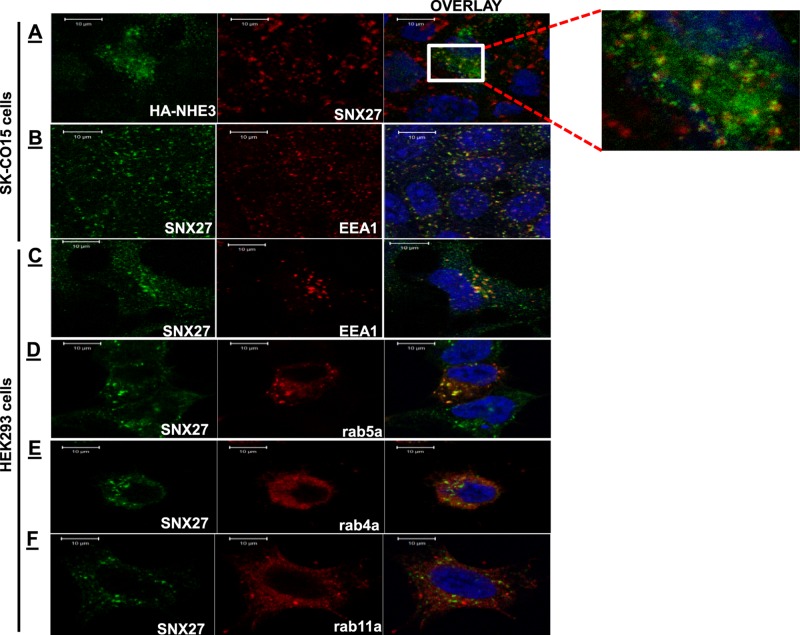 FIGURE 4: