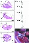 Fig. 2