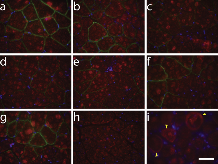 Figure 5
