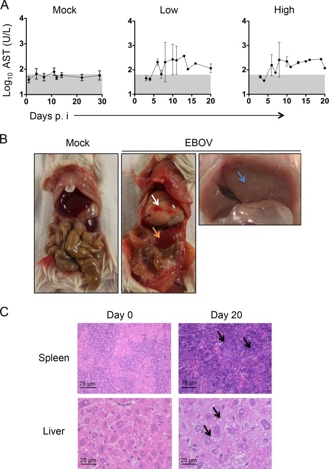 FIG 2