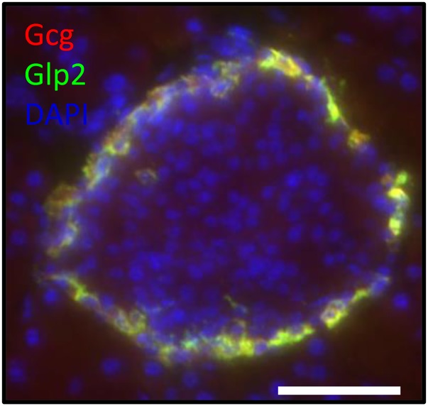 Fig. S6.