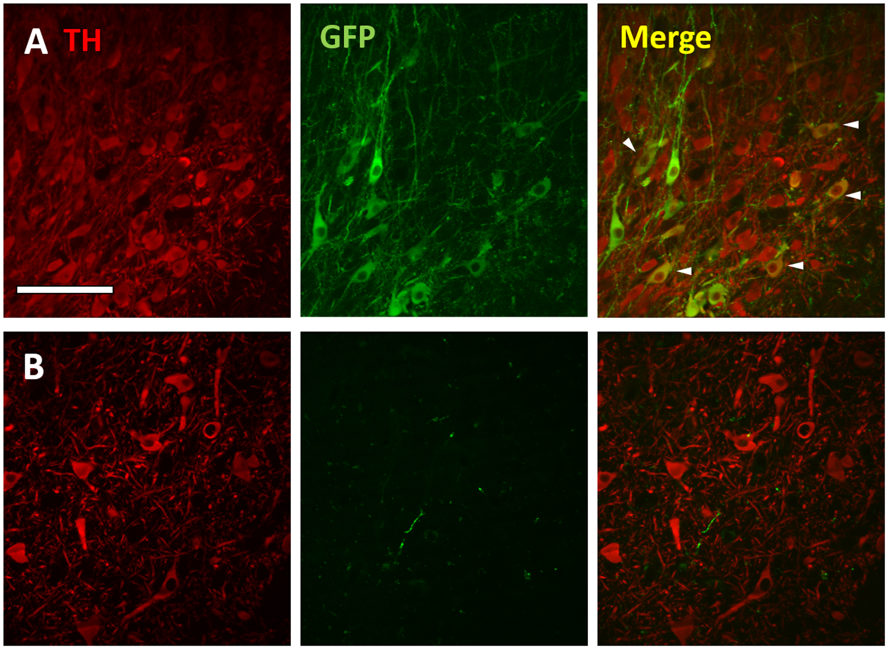 Figure 3: