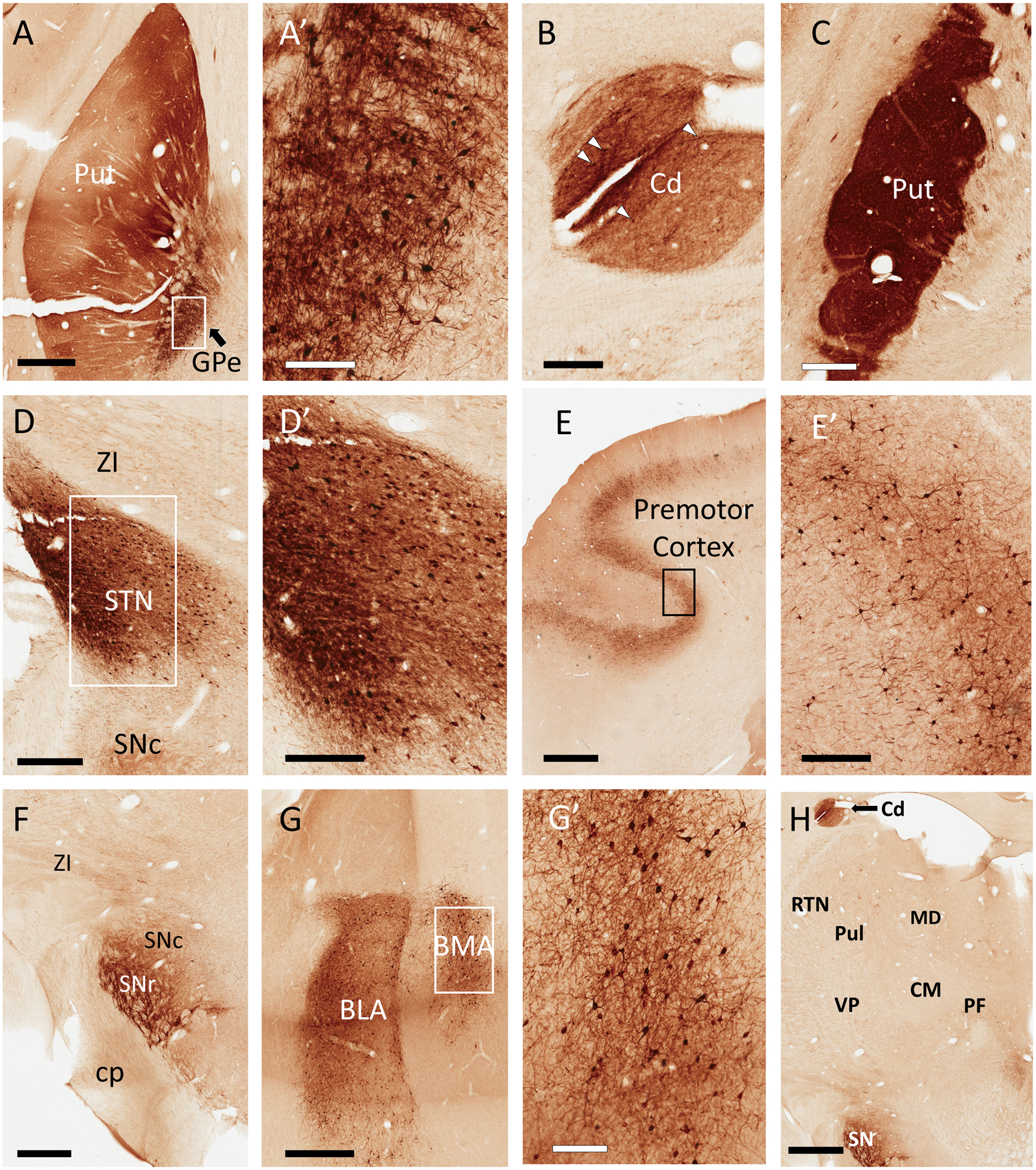 Figure 2: