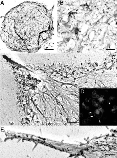 Fig 1.