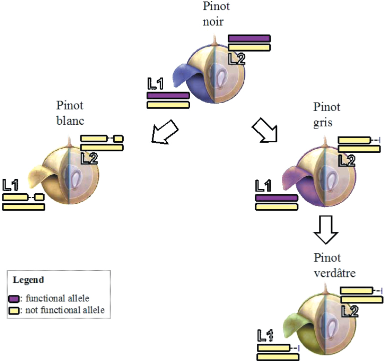 Fig. 4.