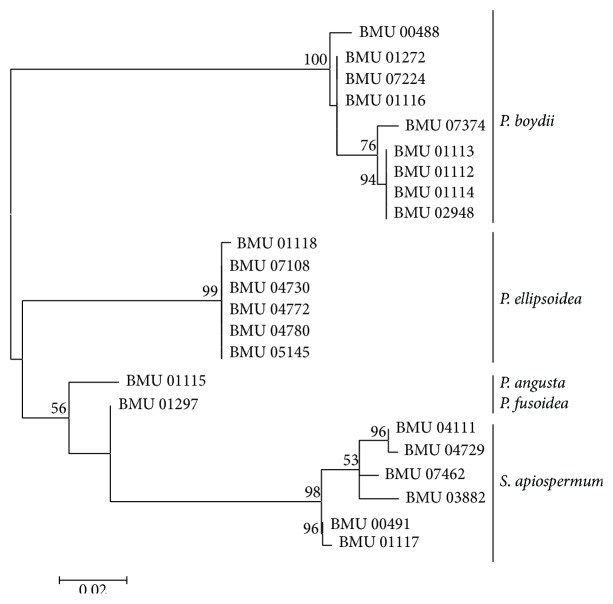 Figure 4