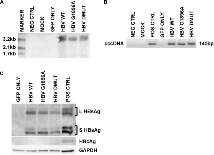 FIGURE 2