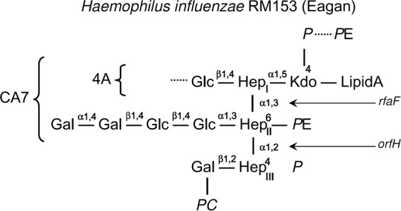 FIG 1