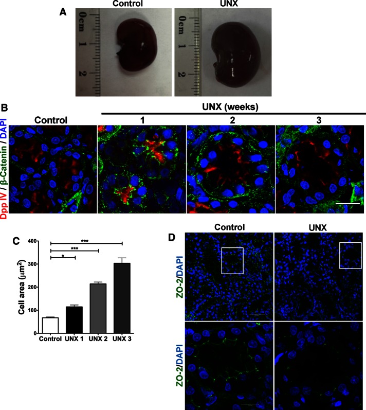 FIGURE 6: