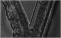 Fig 15