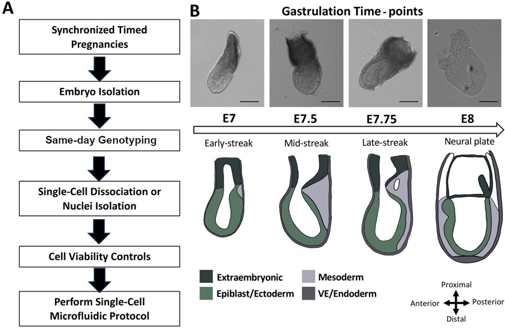 Figure 1: