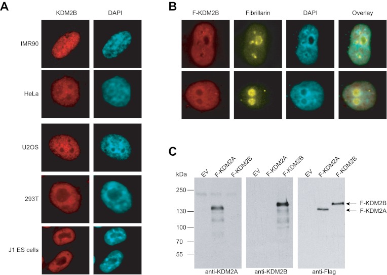 Figure 1—figure supplement 1.