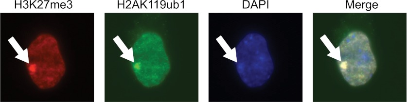 Figure 7—figure supplement 2.