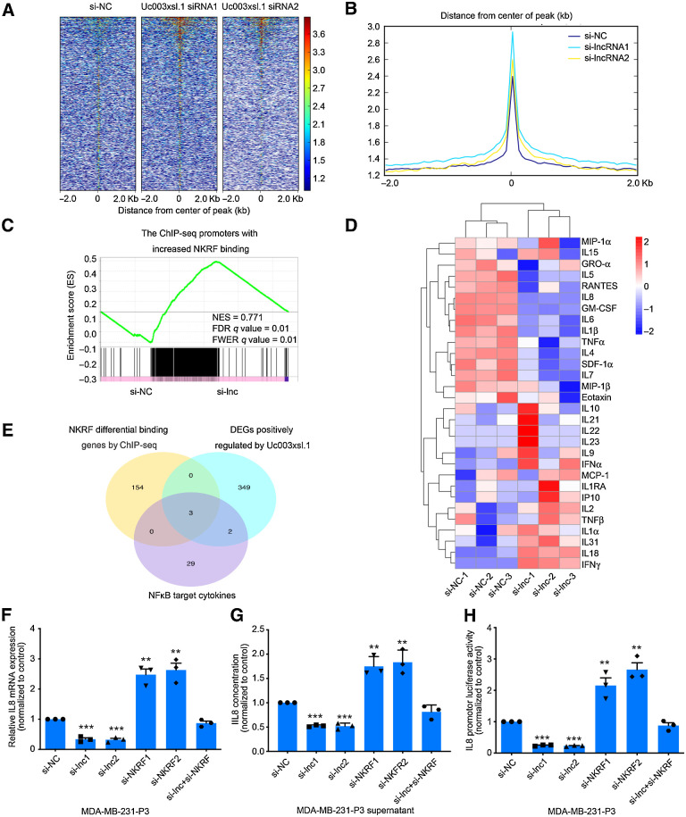 Figure 4. The Uc003xsl.1/NKRF complex promotes NFκB target gene (IL8) transcription in TNBC cells. A and B, Heatmaps (A) and peaks (B) of NKRF genomic binding at the target sites in MDA-MB-231-P3 cells after the transduction of control or Uc003xsl.1 siRNA. A 2-kbp interval centered on the NKRF peak was shown. C, GSEA showed the enrichment of ChIP-seq promoter peaks with a significant increase in NKRF binding for the downregulated genes in MDA-MB-231-P3 cells after transfection of Uc003xsl.1 siRNA compared with si-NC. FDR, false discovery rate; FWER, family-wise error rate; NES, normalized enrichment score. D, Heatmap analysis displayed NFκB-regulated cytokine profiles in supernatants secreted by MDA-MB-231-P3 and Uc003xsl.1-depleted MDA-MB-231-P3 by Luminex multiplex cytokine assays. E, Venn diagram revealed intersection genes of the ChIP-seq, RNA-seq, and NFκB-regulated cytokine profiles in MDA-MB-231-P3 cells after transfection of Uc003xsl.1 siRNA and control siRNA. DEG, differentially expressed genes. F–H, IL8 mRNA levels (F), concentration in supernatants (G), and transcriptional activity (H) were respectively assessed by qRT-PCR, ELISA, and luciferase assay in MDA-MB-231-P3 cells after transfection of control siRNA, Uc003xsl.1 siRNA, NKRF siRNA, or both Uc003xsl.1 siRNA and NKRF siRNA. Error bars, SDs of three independent experiments. **, P < 0.01; ***, P < 0.001.